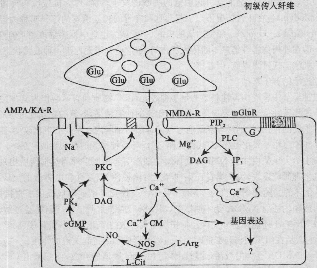 第四節(jié) 痛覺(jué)過(guò)敏